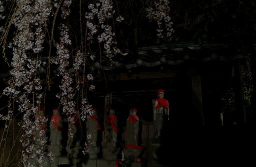 地蔵と夜桜