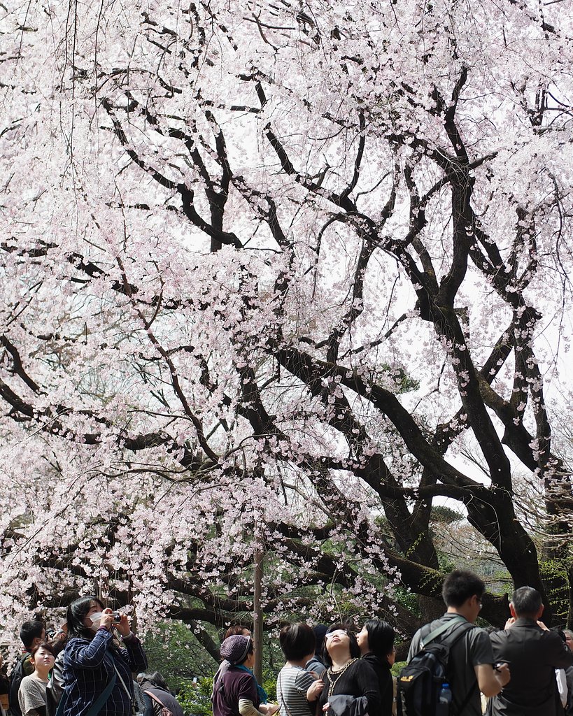 ちりめん桜