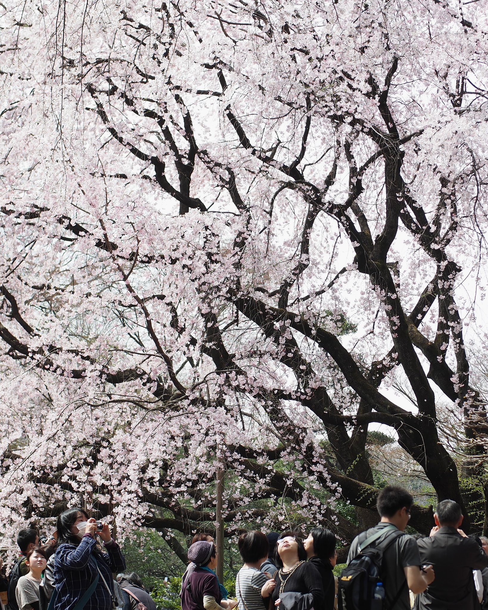 ちりめん桜