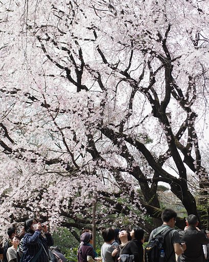 ちりめん桜