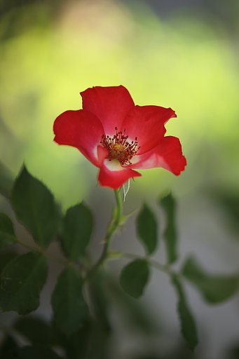 秋薔薇