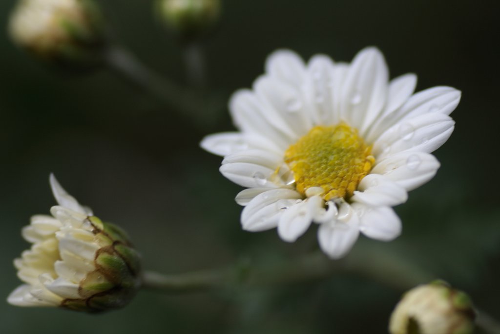 菊