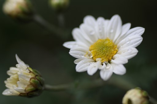 菊