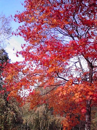 【秋】紅葉