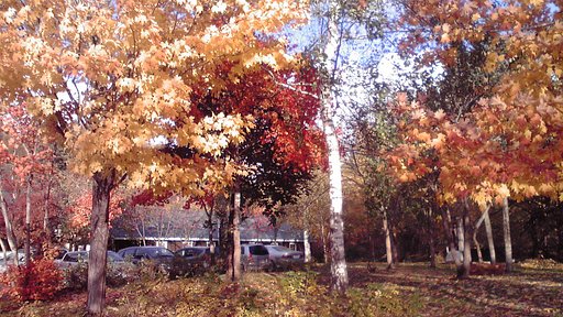紅葉２