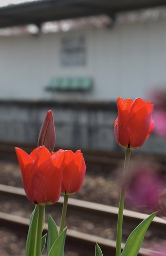 チューリップの駅
