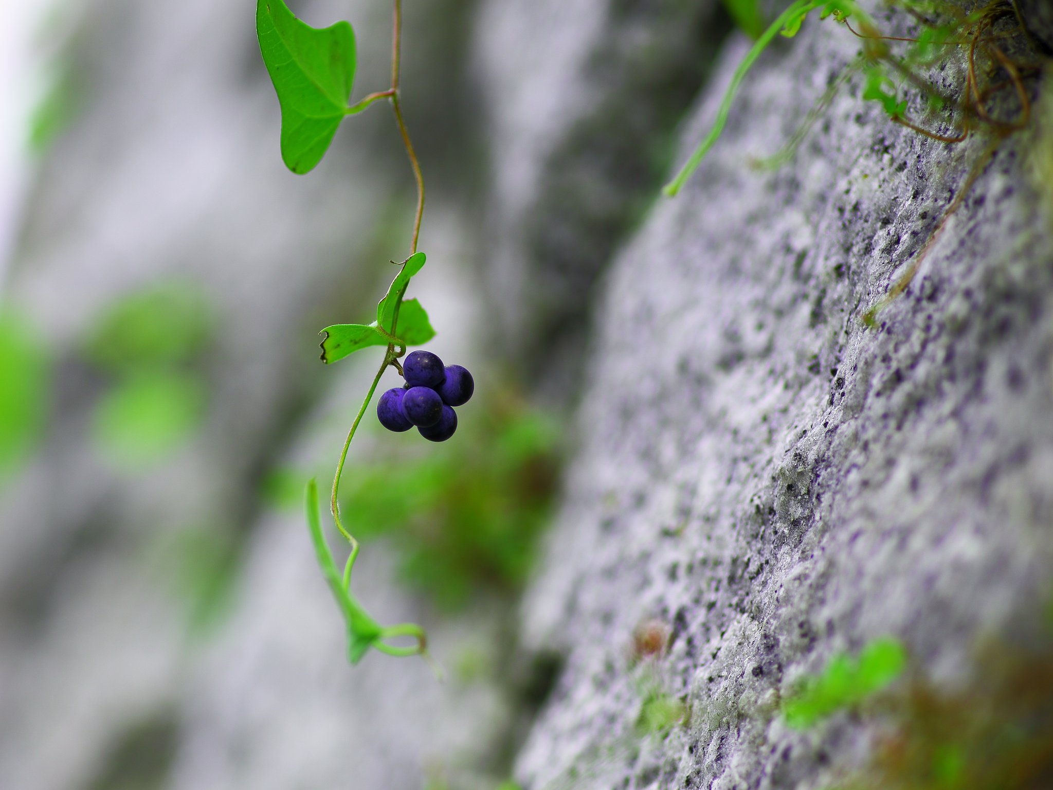 【秋】道端の秋