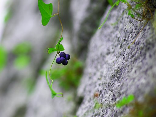 【秋】道端の秋