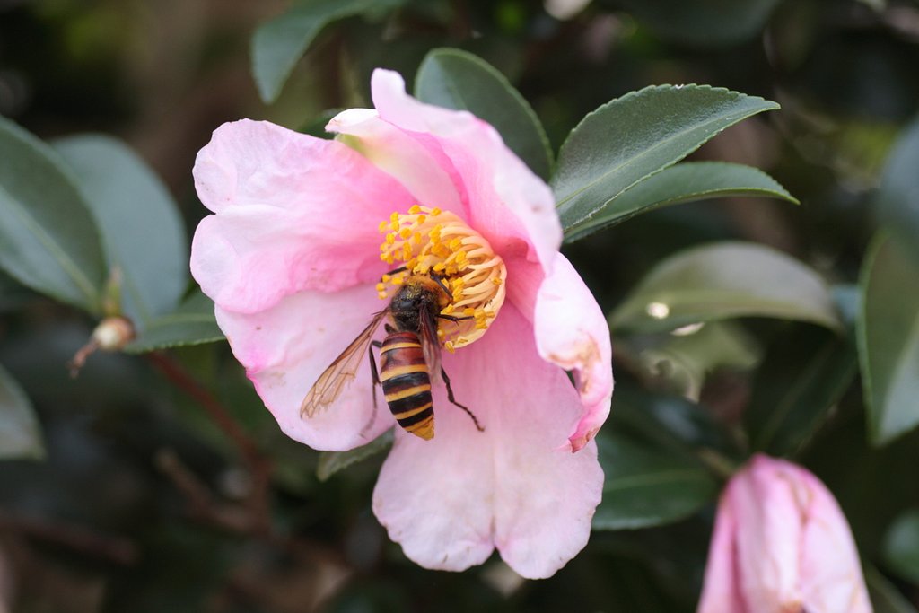 でっかい蜂