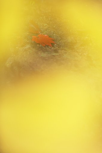 秋色包み