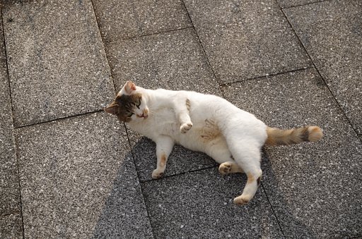 【いのち】野良