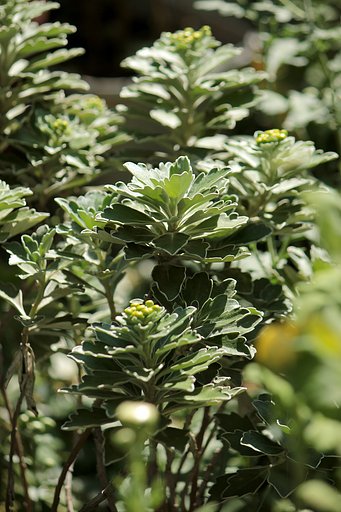 白縁取りの葉っぱ菊