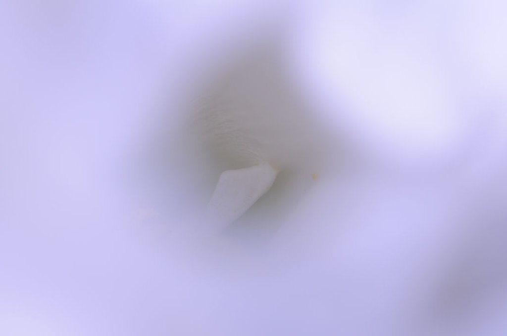 母胎回帰
