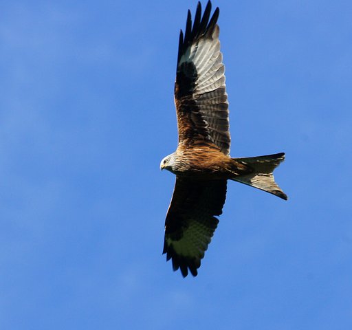 赤鳶参上！２