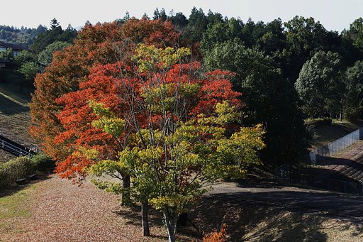 紅葉3姉妹