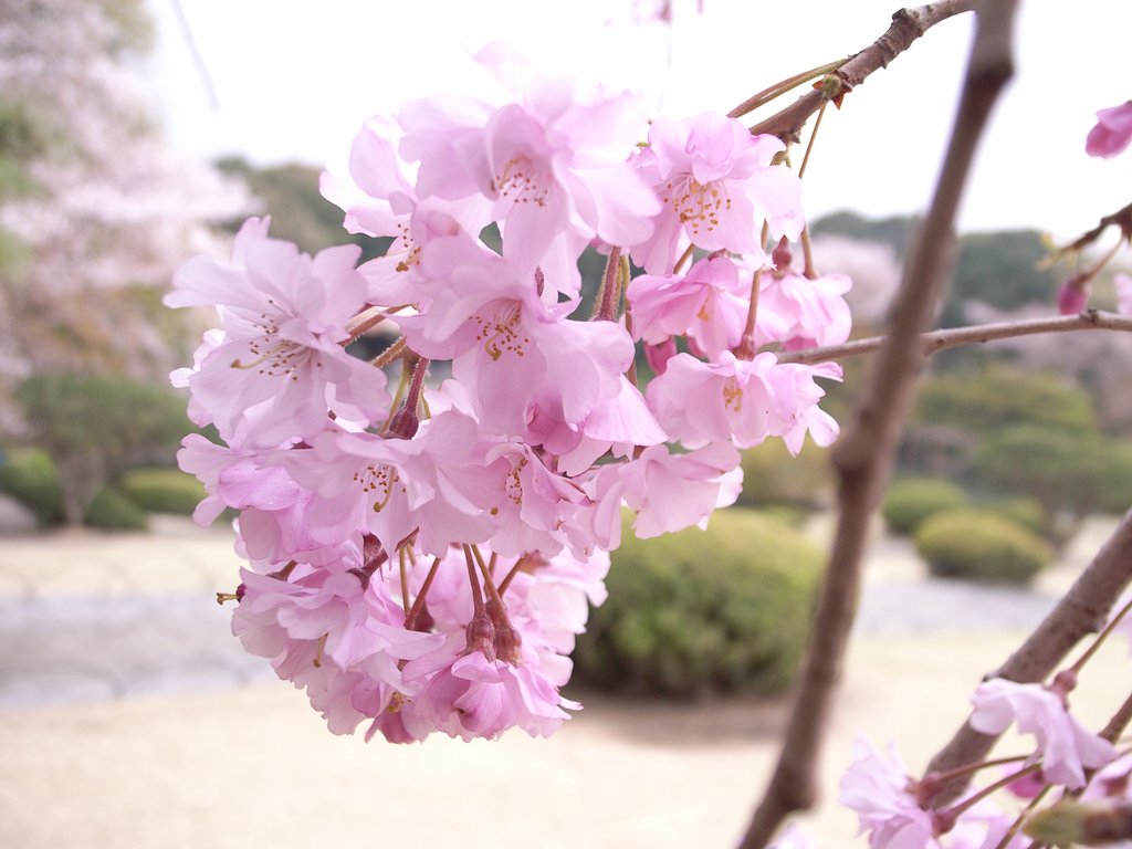 残念ながら・・・