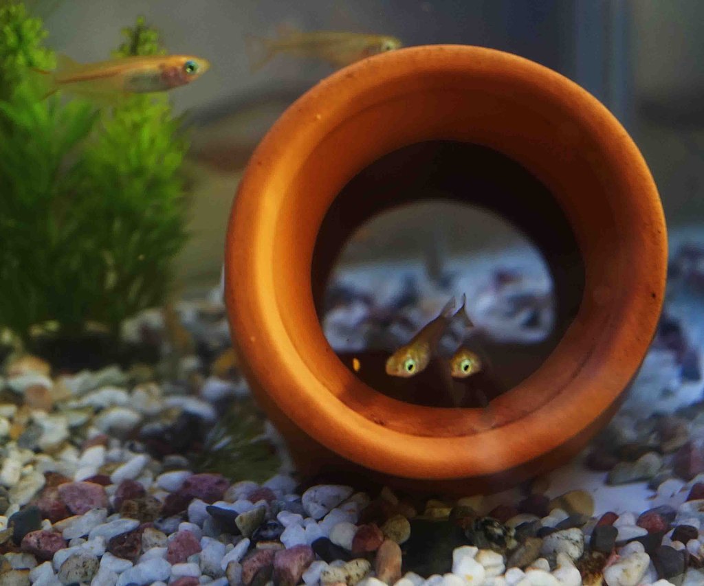 ”よつといでー”