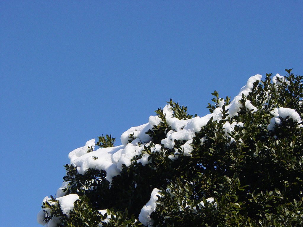 雪の朝