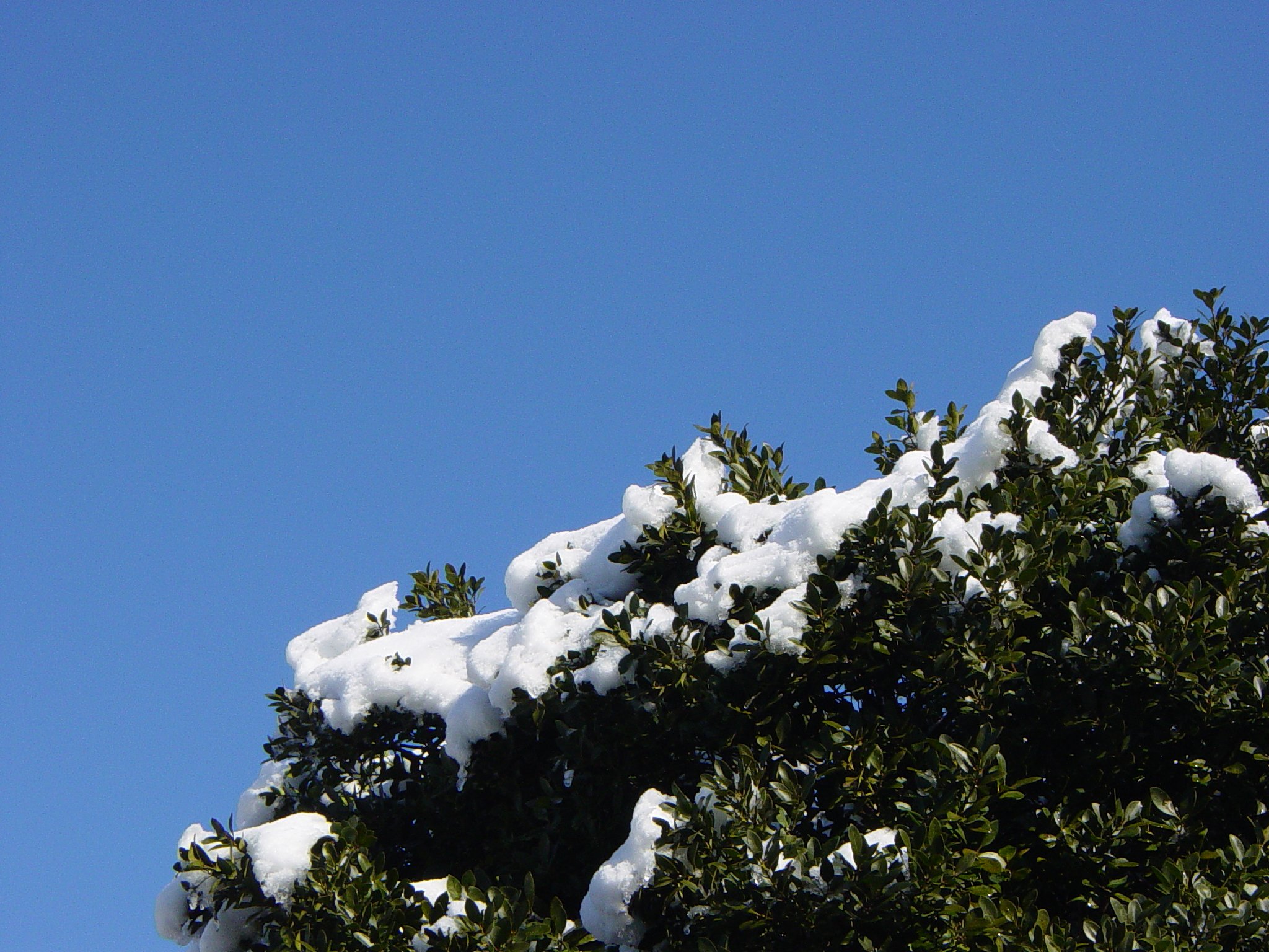 雪の朝