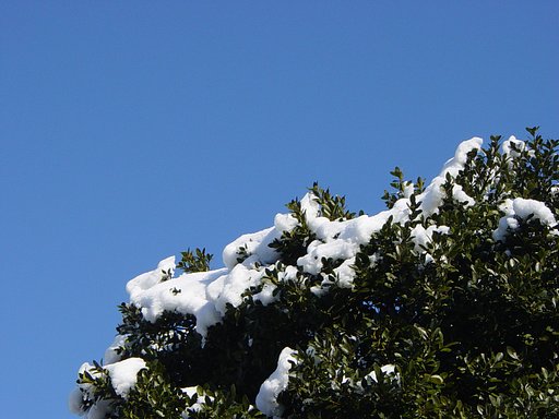 雪の朝