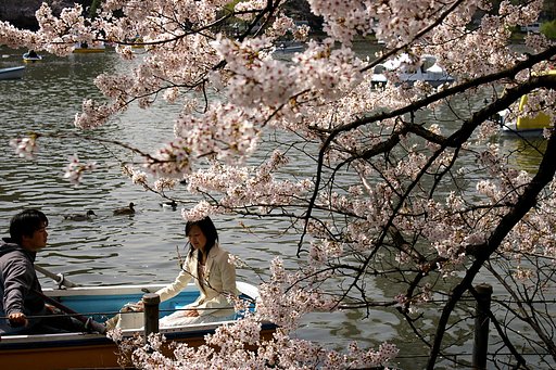 桜の下の被写体