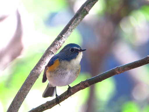 ☆幸せの青い鳥☆