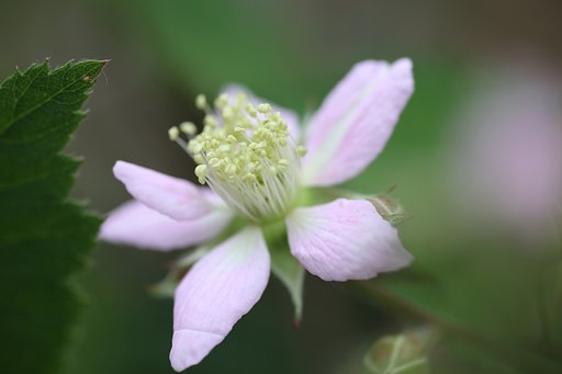 ブラックベリーの花