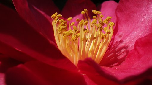 山茶花咲いて
