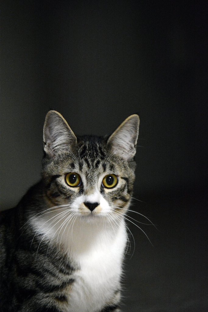 ねこ