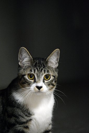 ねこ