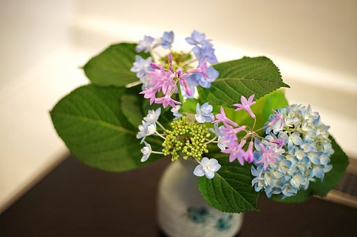 庭の花たち・・・