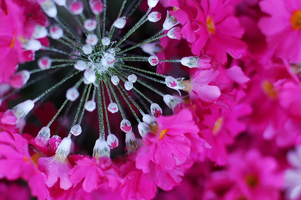 華美（はなび）