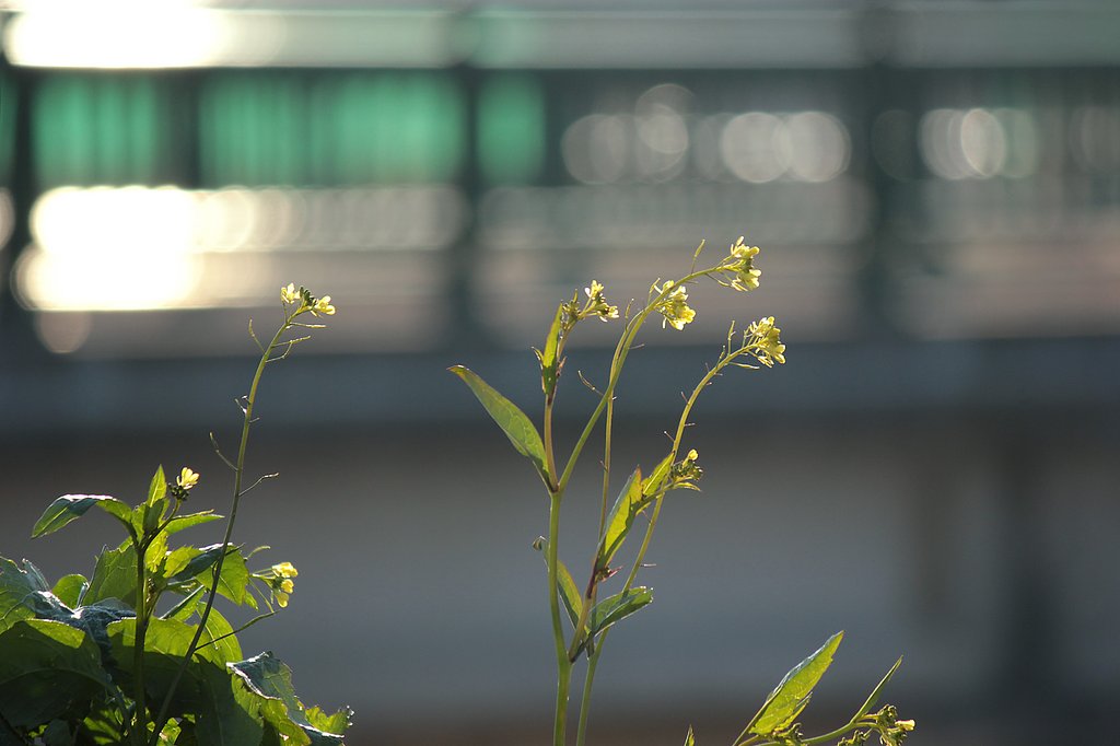 土手の菜の花