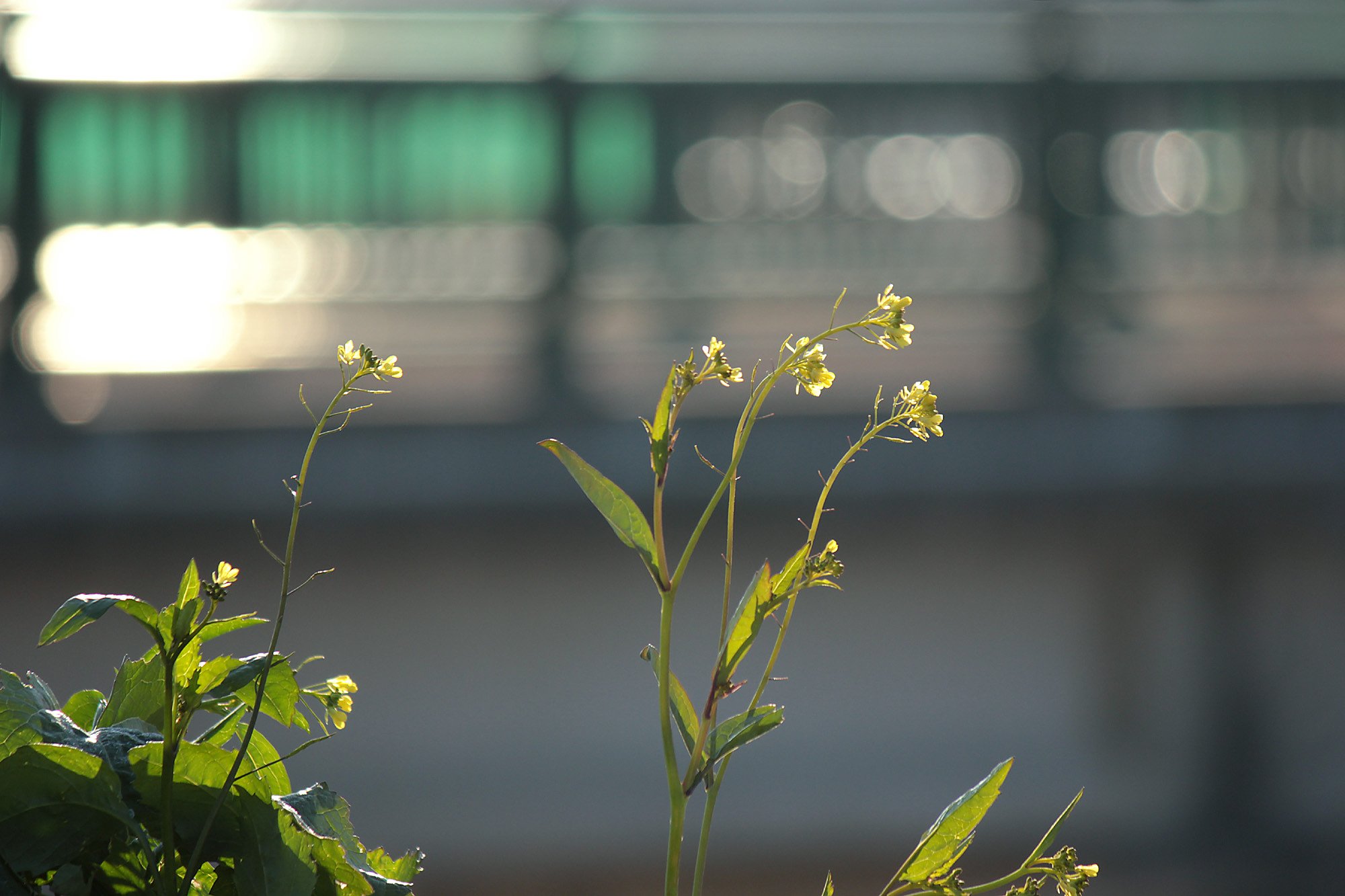 土手の菜の花