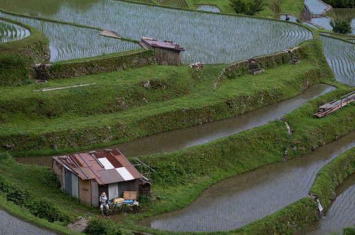 棚田