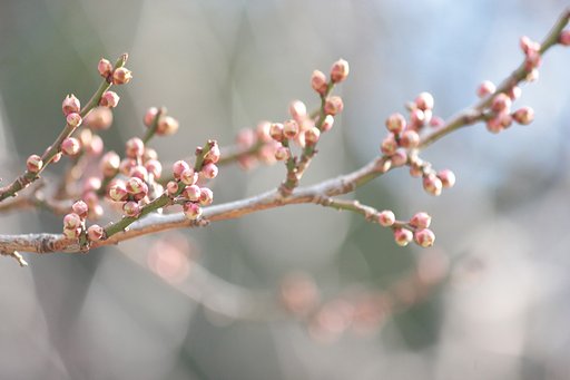春待ちの香り
