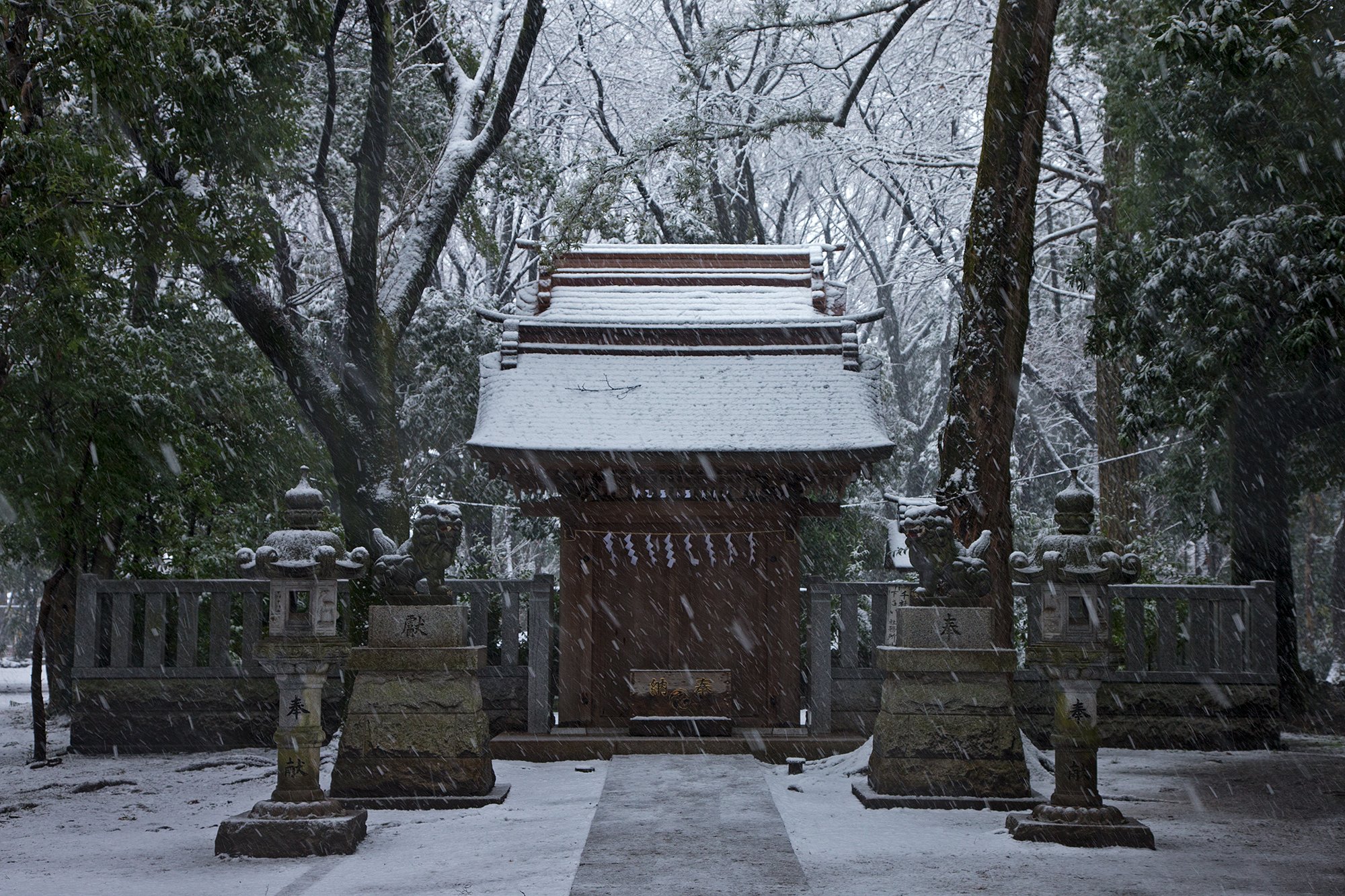 雪が恋しい