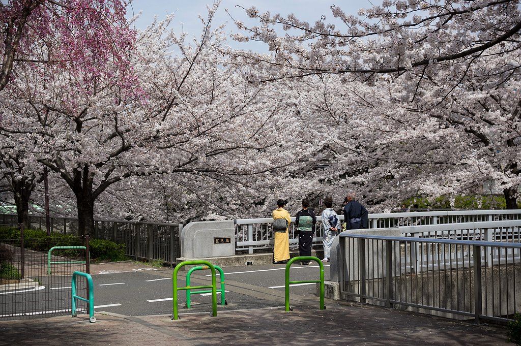 桜見橋から