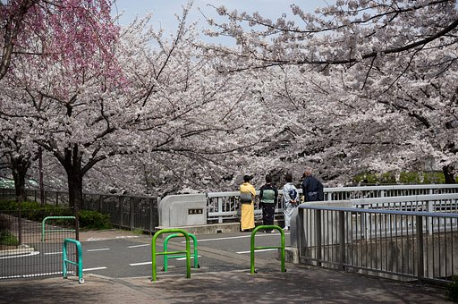 桜見橋から