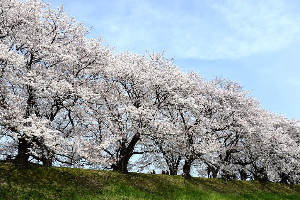 桜の海