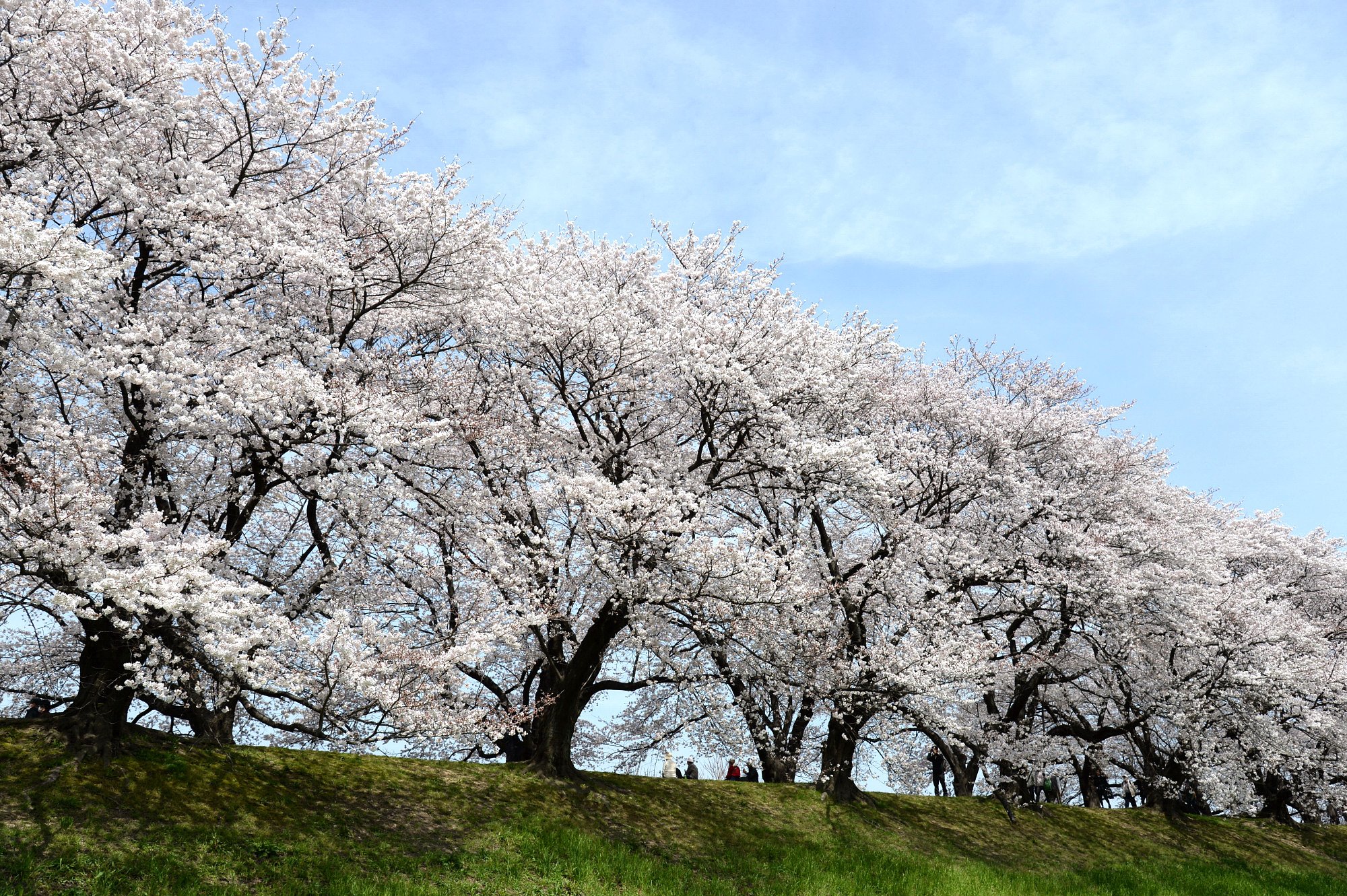 桜の海