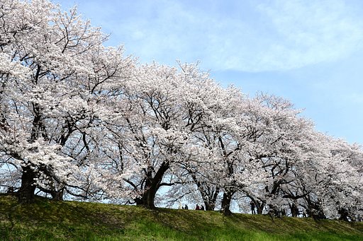 桜の海