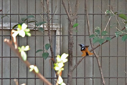 毎・ジョウビタキ