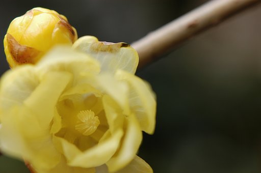 素心蝋梅