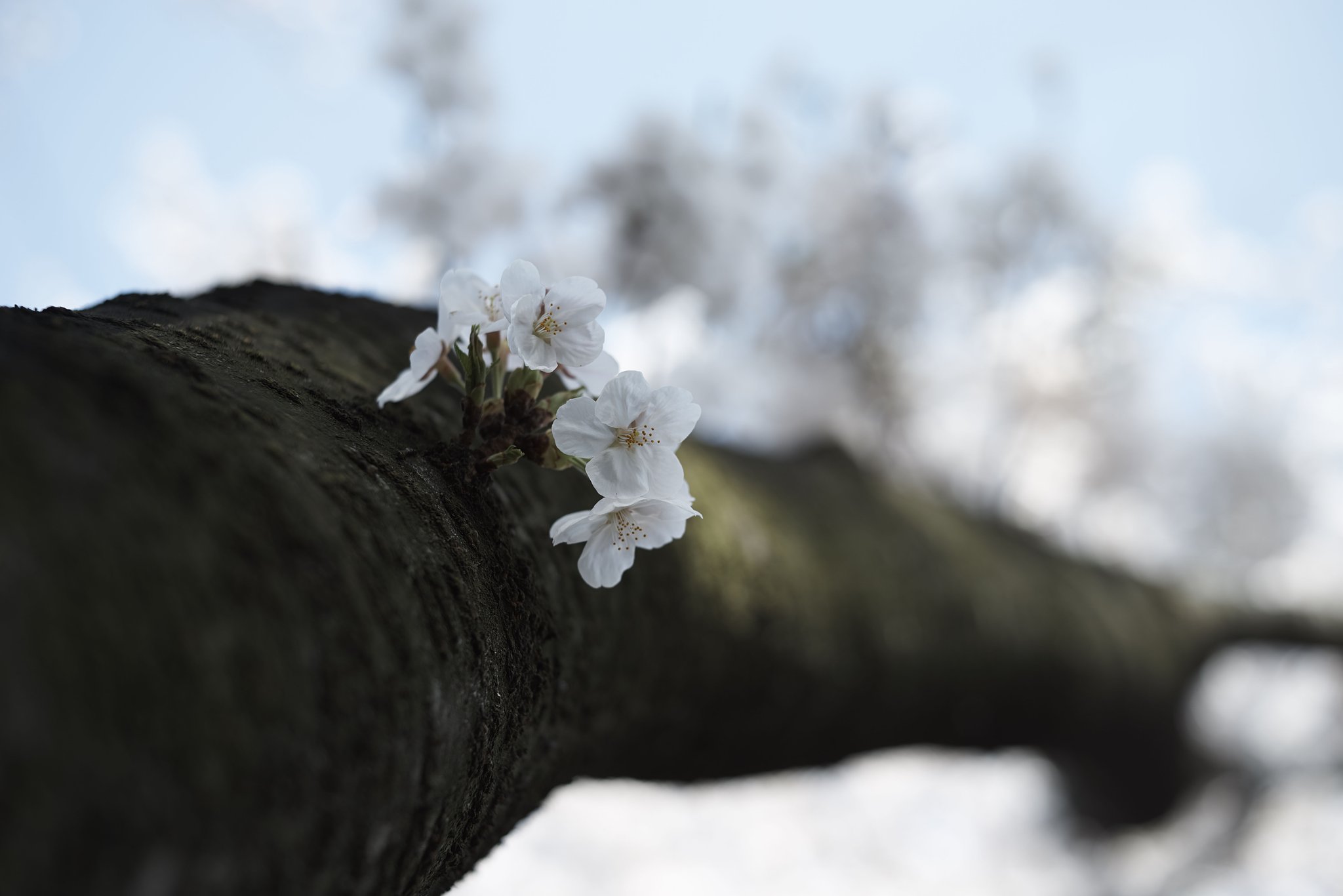 KERN MACRO-SWITAR 1:1.8/50 AR