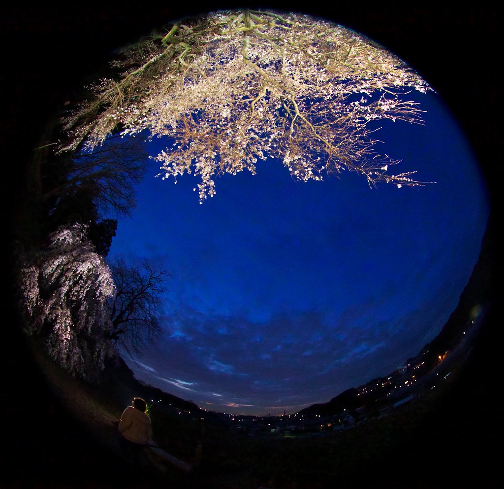 夜桜