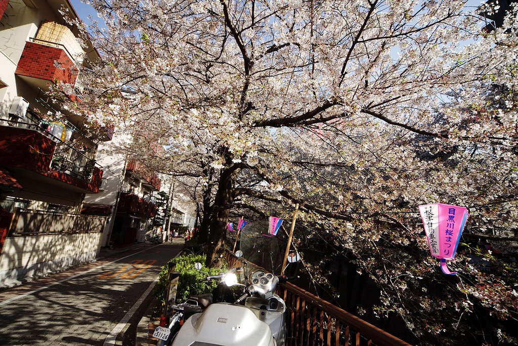 桜花爛漫