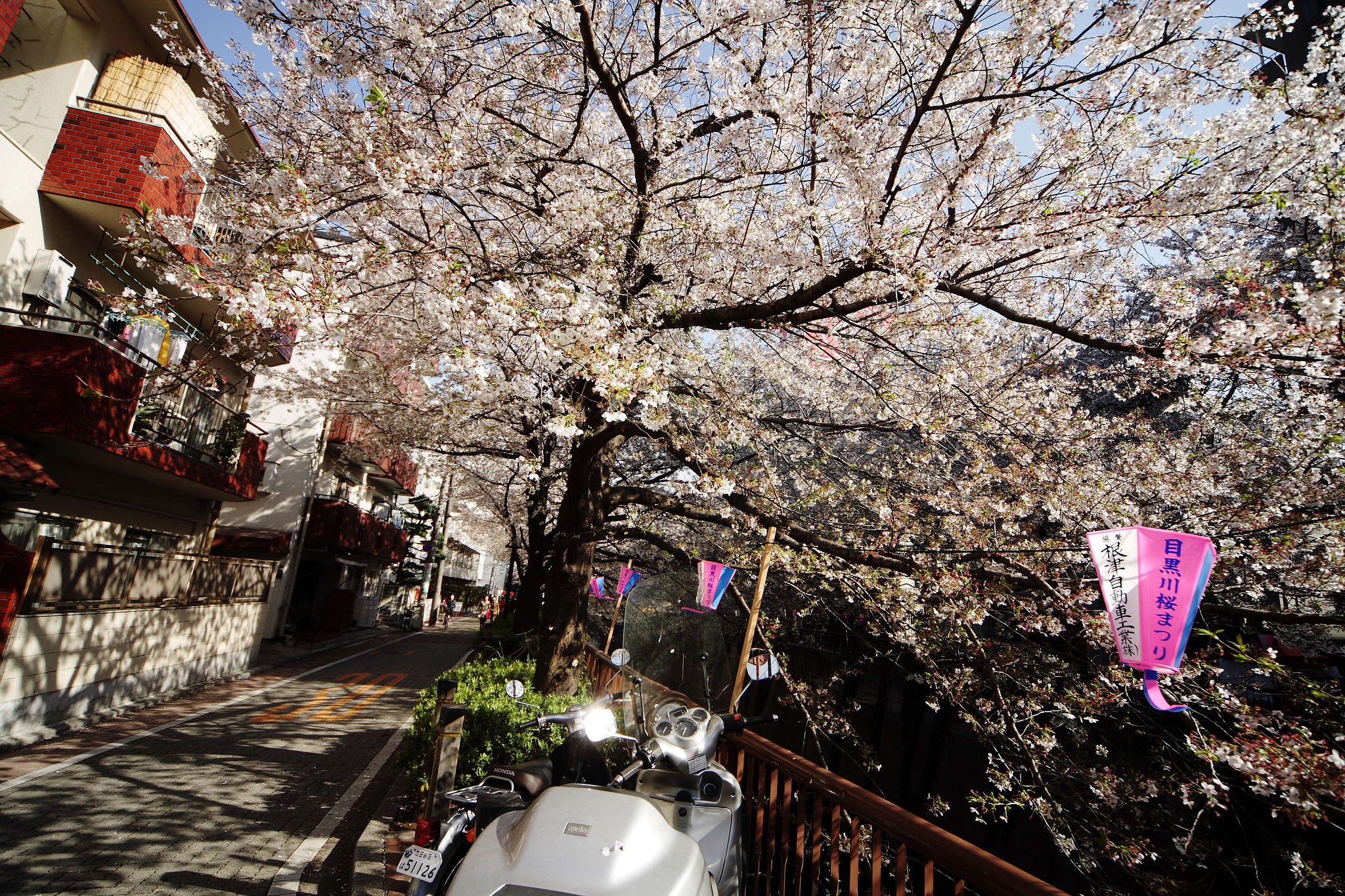 桜花爛漫