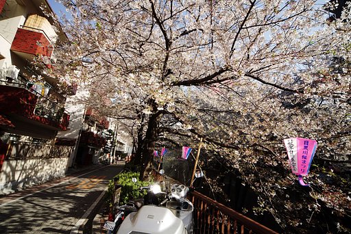 桜花爛漫