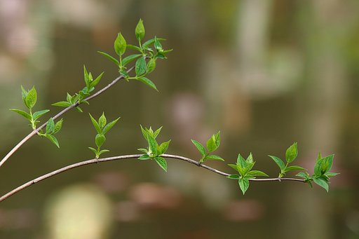 新芽の季節